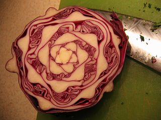 cabbage