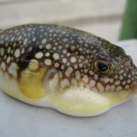 Fugu