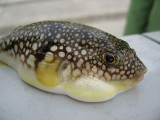 Little FUGU - 河豚
