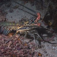 Spiny Lobster
