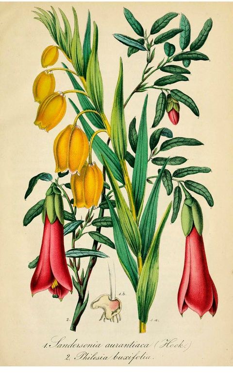Christmas bells. Sandersonia aurantiaca and Pepino (Philesia magellanica, as Philesia buxifolia). Deutsches Magazin fur Garten- und Blumenkunde; Stuggart, G. Weise. (1856)
