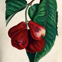 Gulab Jamun