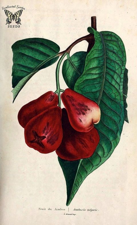 Rose apple. Gulab Jamun. Syzygium jambos. Related to guava, looks similar to some guavas. Ripe fruit has strong floral scent. Flavor is highly variable among cultivated varieties. Herbier général de l’amateur. Deuxième Série, vol. 2 (1839-50)