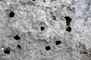 'Swiss cheese limestone' (Pain Pond, San Salvador Island, Bahamas) 5
