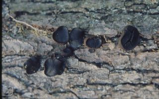Bulgaria inquinans (like Pontefract cakes), Monmouthshire, beech wood, Whitebrook Woods, newly felled oak, October 1971