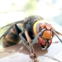 Wasp Rice Crackers
