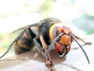 大雀蜂