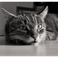 Tuna