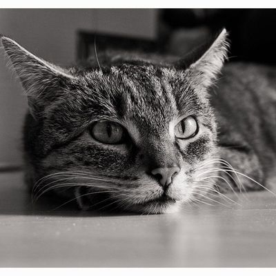 Tuna