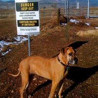 Danger Dog