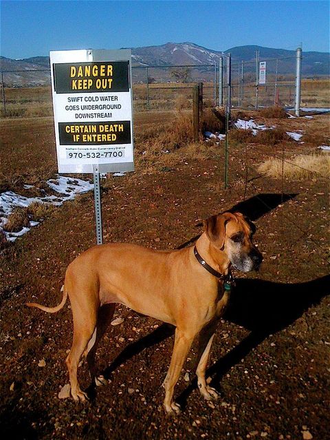 Danger Dog