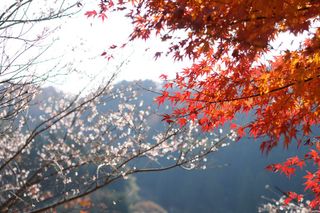 20091128 Obara 1 (Cherry and Maple)