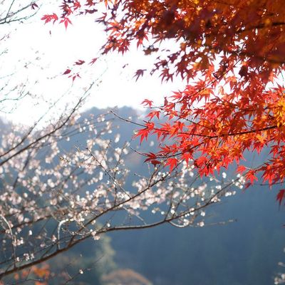 Obara