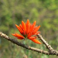 Murukku