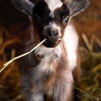 Alpaca