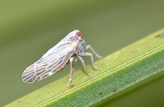 Leaf hopper