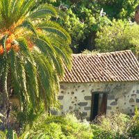 Palmera