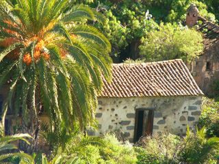 Casita con palmera / House with plam tree