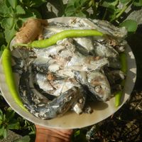 Ginisang Monggo