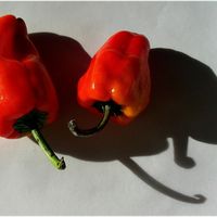Picante De Carne