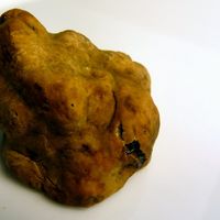 Tartufo