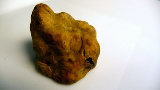 White truffle - Tartufo Bianco