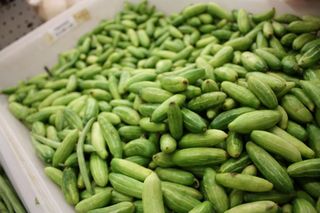 Tindora