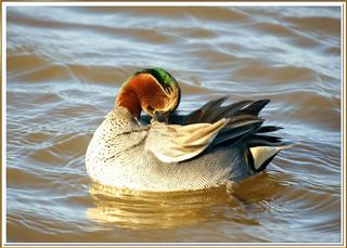 Cerceta común - Xarxet comú - Eurasian Teal - Anas Crecca