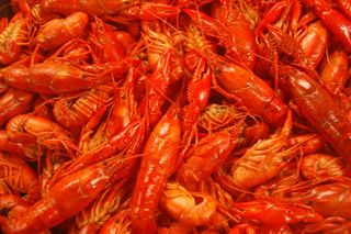 Fresh Louisiana Crawfish