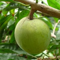 Lucuma