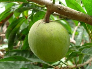 Lêkima Pouteria lucuma (Ruiz & Pav.) Kuntze