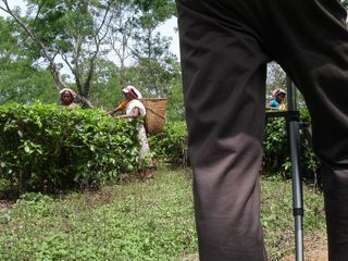 assam tea gardens