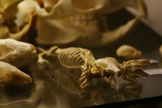 Eastern mole (Scalopus aquaticus) skeleton