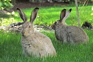 A Pair of Hare