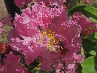 Espumilla * Lagerstroemia indica