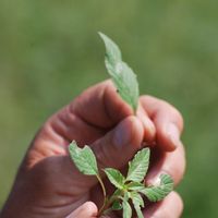 Amaranth Leaves