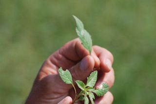 Palmer Amaranth leaves