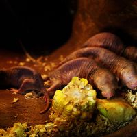 Mole