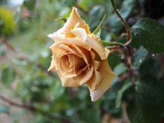 Rose, Butterscotch, バラ, バタースコッチ,