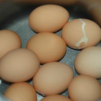 Boil Egg