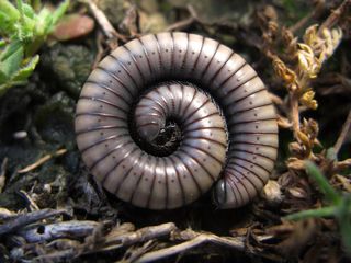 Gusano alambre * Ommatoiulus rutilans