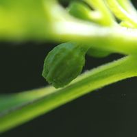 Ghost Pepper
