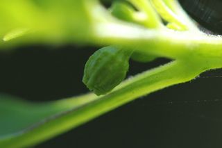 Ghost Pepper Plant