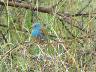 Blue-capped Cordon-bleu, Ngorongoro