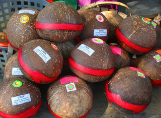 Boholano delicacy Kalamay
