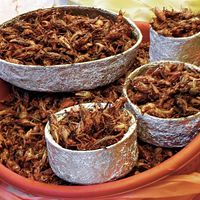 Chapulines