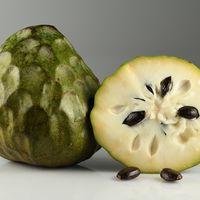 Chirimoya