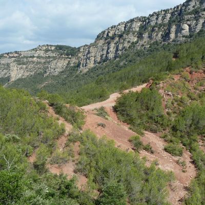 Tripeta