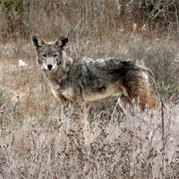 Coyotas