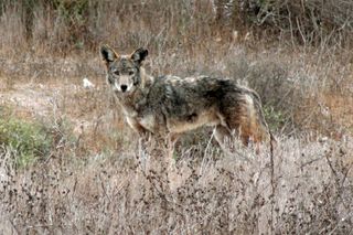 Coyota chula vista california1